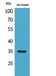 Western Blot analysis of rat muscle cells using CA IV Polyclonal Antibody