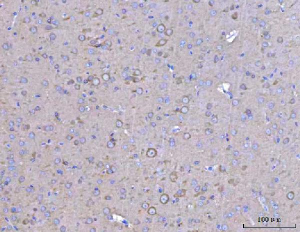 a01524 2 lc3b map1lc3b primary antibodies ihc testing 4