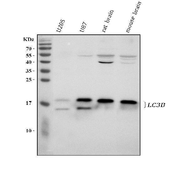  Western blot analysis of LC3B/MAP1LC3B using anti-LC3B/MAP1LC3B antibody (A01524-2)
