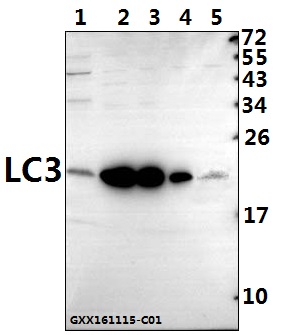 a01524t50 map1lc3b primary antiboties wb testing 1