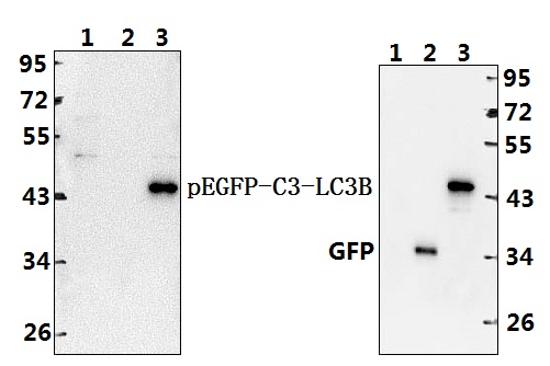 a01524t50 map1lc3b primary antiboties wb testing 2