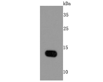 a01528 1 fabp4 primary antiboties wb testing 1