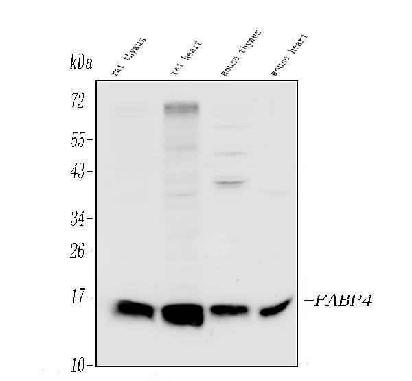 a01528 fabp4 primary antibodies wb testing 1