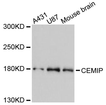 Western blot analysis of extracts of various cell lines, using CEMIP antibody at 1:3000 dilution
