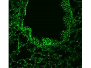a01530 1 robo1 primary antibodies if testing 3_1