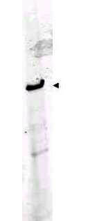 a01530 1 robo1 primary antibodies wb testing 2_1
