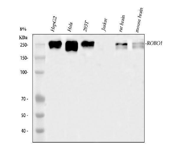 a01530 2 robo1 primary antibodies wb testing 1
