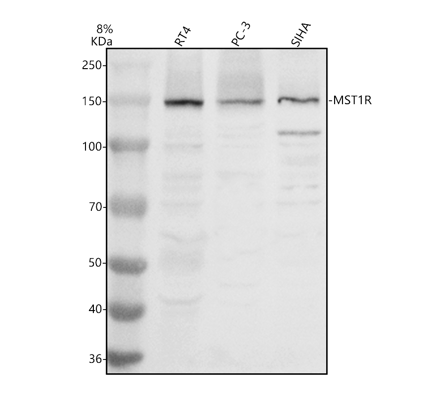 a01532 2 mst1r primary antibodies wb testing 1