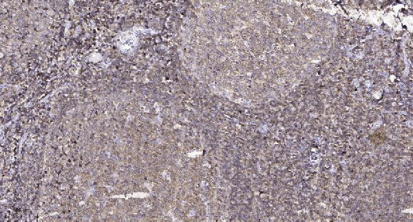 Immunohistochemical analysis of paraffin-embedded human tonsil