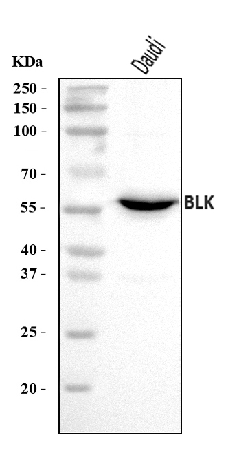 a01539 4 blk primary antibodies wb testing 1