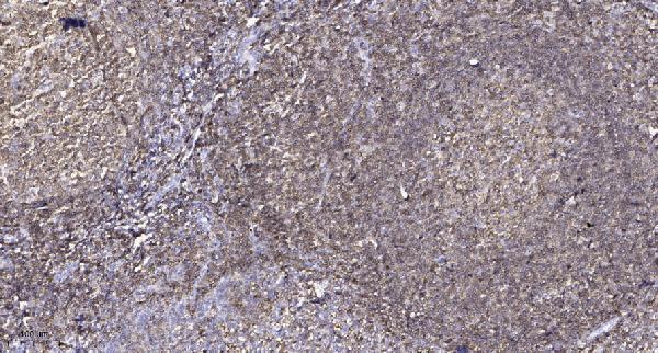 a01539 blk primary antibodies ihc testing 1