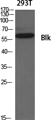 a01539 blk primary antibodies wb testing 2