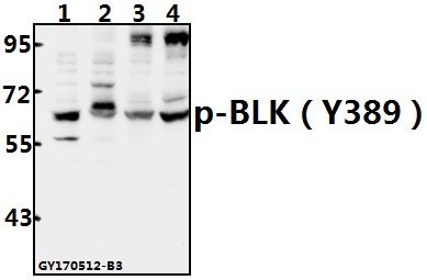 a01539y389 blk primary antiboties wb testing 1