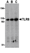 Western blot analysis of TLR8 in Daudi cell lysates with TLR8 antibody at (A) 0