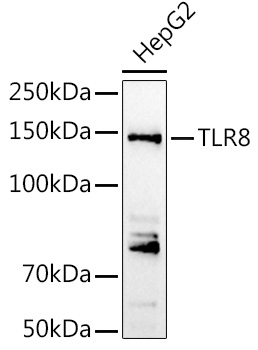Western blot analysis of lysates from HepG2 cells, using TLR8 pAb at 1:1000 dilution