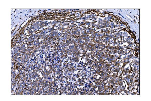  IHC analysis of TLR8 using anti-TLR8 antibody (A01541-3)
