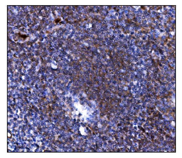  IHC analysis of TLR8 using anti-TLR8 antibody (A01541-3)