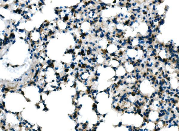  IHC analysis of Tlr8 using anti-Tlr8 antibody (A01541-4)