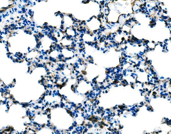  IHC analysis of Tlr8 using anti-Tlr8 antibody (A01541-4)