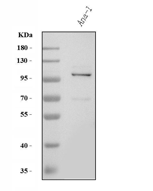  Western blot analysis of Tlr8 using anti-Tlr8 antibody (A01541-4)