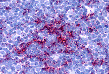 Immunohistochemistry of TLR8 in human thymus tissue with TLR8 antibody at 5 μg/mL