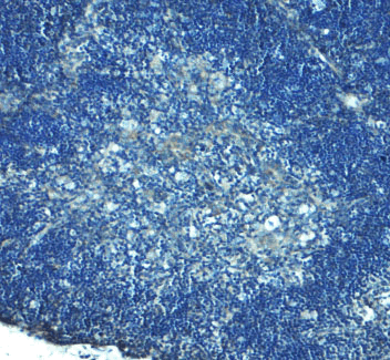 Immunohistochemistry of TLR8 in mouse thymus tissue with TLR8 Antibody at 5 μg/mL