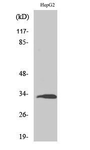 Western Blot analysis of various cells using Ribosomal Protein S3 Polyclonal Antibody
