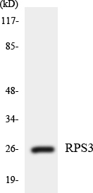 a01542 1 rps3 primary antibodies wb testing 4