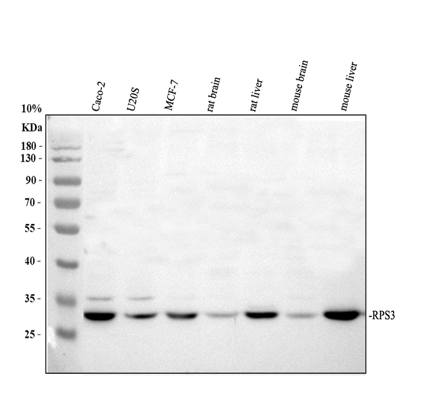 a01542 2 rps3 primary antibodies wb testing 1