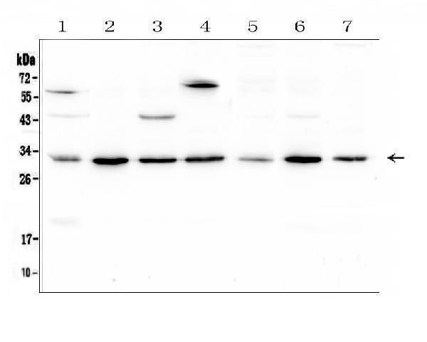 a01542 2 rps3 primary antibodies wb testing 1