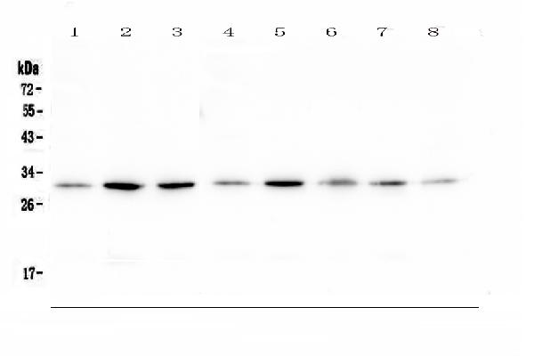 Western blot analysis of RPS3 using anti-RPS3 antibody (A01542-2). Electrophoresis was performed on a 5-20% SDS-PAGE gel at 70V (Stacking gel) / 90V (Resolving gel) for 2-3 hours. The sample well of each lane was loaded with 50ug of sample under reducing conditions. Lane 1: rat brain tissue lysates, Lane 2: rat liver tissue lysates, Lane 3: rat stomach tissue lysates, Lane 4: mouse brain tissue lysates, Lane 5: mouse liver tissue lysates, Lane 6: mouse stomach tissue lysates, Lane 7: mouse kidney tissue lysates, Lane 8: mouse Neuro-2a whole cell lysate. After Electrophoresis, proteins were transferred to a Nitrocellulose membrane at 150mA for 50-90 minutes. Blocked the membrane with 5% Non-fat Milk/ TBS for 1.5 hour at RT. The membrane was incubated with rabbit anti-RPS3 antigen affinity purified polyclonal antibody (Catalog # A01542-2) at 0.5 μg/mL overnight at 4°C, then washed with TBS-0.1%Tween 3 times with 5 minutes each and probed with a goat anti-rabbit IgG-HRP secondary antibody at a dilution of 1:10000 for 1.5 hour at RT. The signal is developed using an Enhanced Chemiluminescent detection (ECL) kit (Catalog # EK1002) with Tanon 5200 system. A specific band was detected for RPS3 at approximately 31KD. The expected band size for RPS3 is at 27KD.