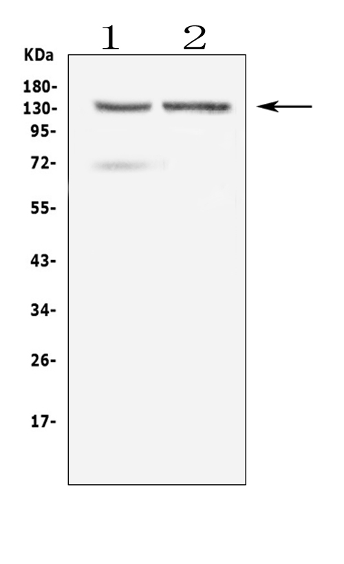 a01544 1 rtel1 primary antibodies wb testing 1