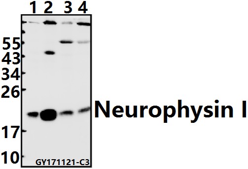 a01545 oxt primary antiboties wb testing 1