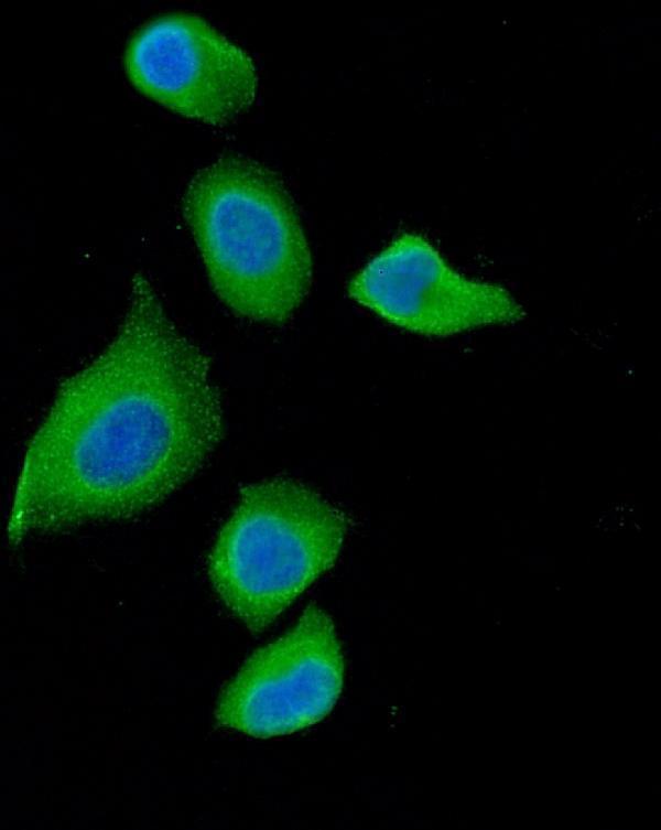 a01546 3 dab2 primary antibodies if testing 3