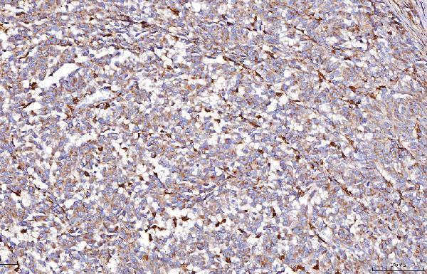 a01546 3 dab2 primary antibodies ihc testing 2