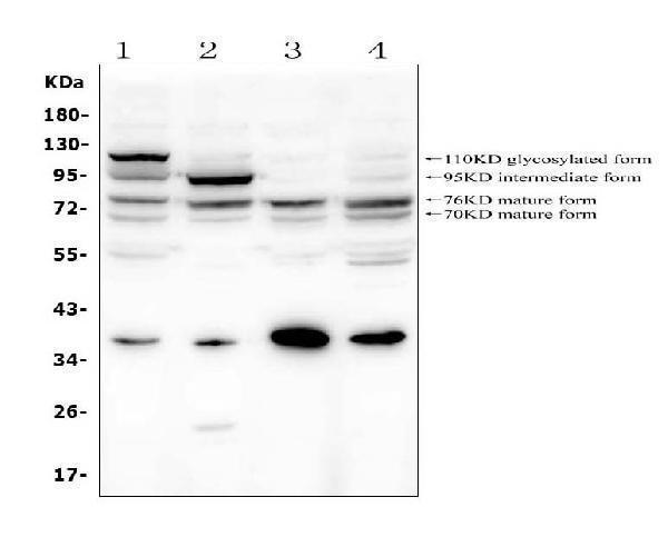  Western blot analysis of GAA using anti-GAA antibody (A01548)
