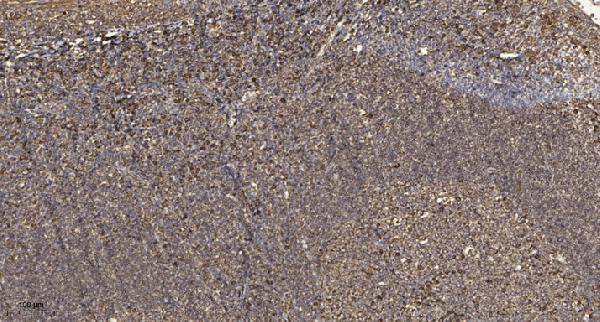 Immunohistochemical analysis of paraffin-embedded human tonsil