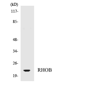 Western blot analysis of the lysates from HepG2 cells using RHOB antibody