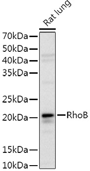 Western blot analysis of extracts of Rat lung, using RhoB Rabbit pAb antibody  at 1:1000 dilution