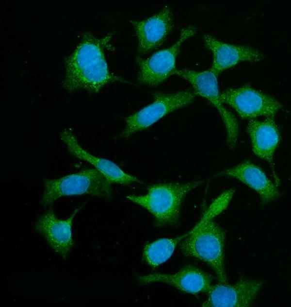 a01551 1 bin1 primary antibodies if testing 5