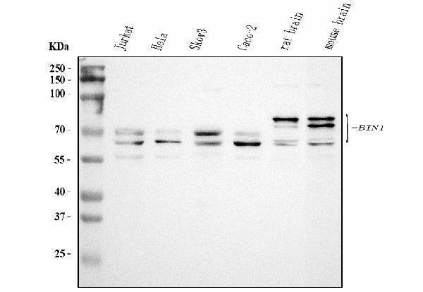 a01551 1 bin1 primary antibodies wb testing 1
