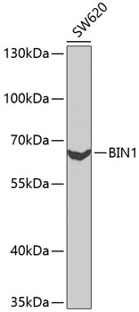 a01551 bin1 primary antiboties wb testing 1