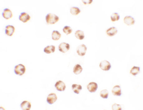 a01552 2 bcl2l11 primary antibodies icc testing 2