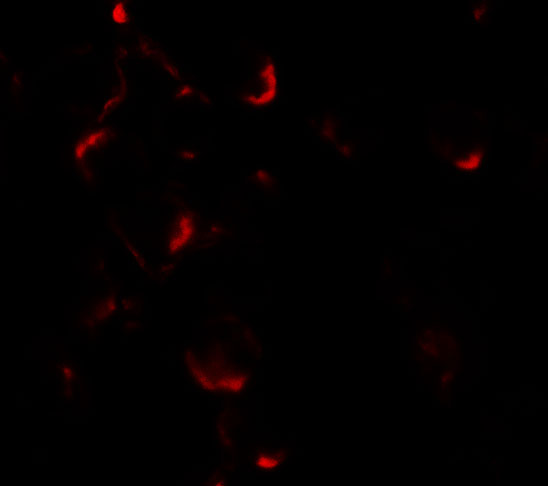 a01552 2 bcl2l11 primary antibodies if testing 3
