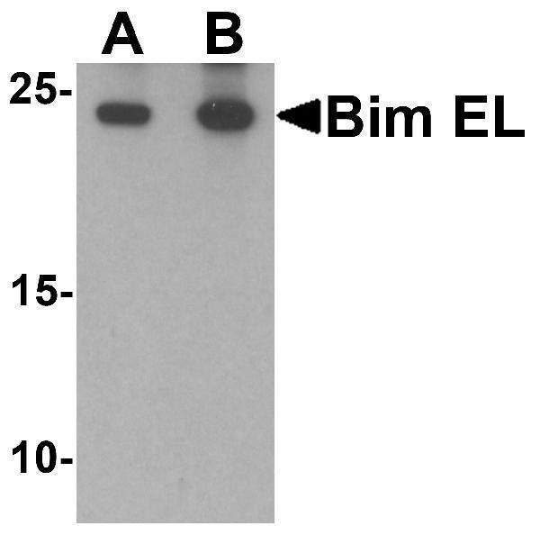 a01552 2 bcl2l11 primary antibodies wb testing 1