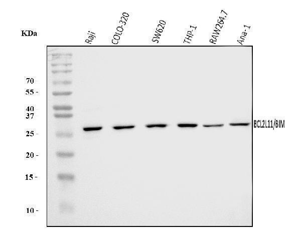 Western blot analysis of Bim/BCL2L11 using anti-Bim/BCL2L11 antibody (A01552-4)