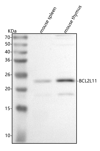 a01552 5 bcl2l11 primary antibodies wb testing 1