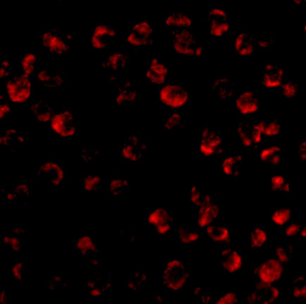 a01552 bcl2l11 primary antibodies if testing 4
