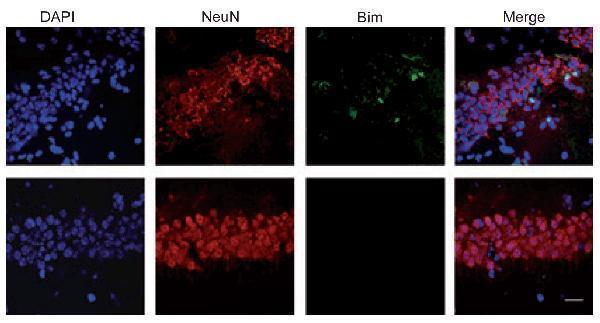a01552 bcl2l11 primary antibodies if testing 6