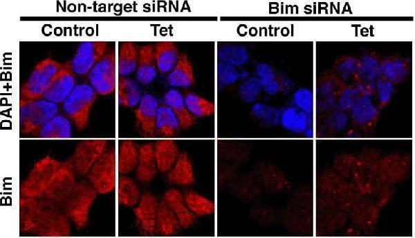 a01552 bcl2l11 primary antibodies if testing 7